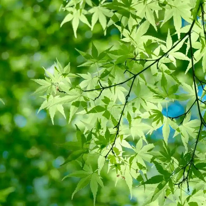 汁水