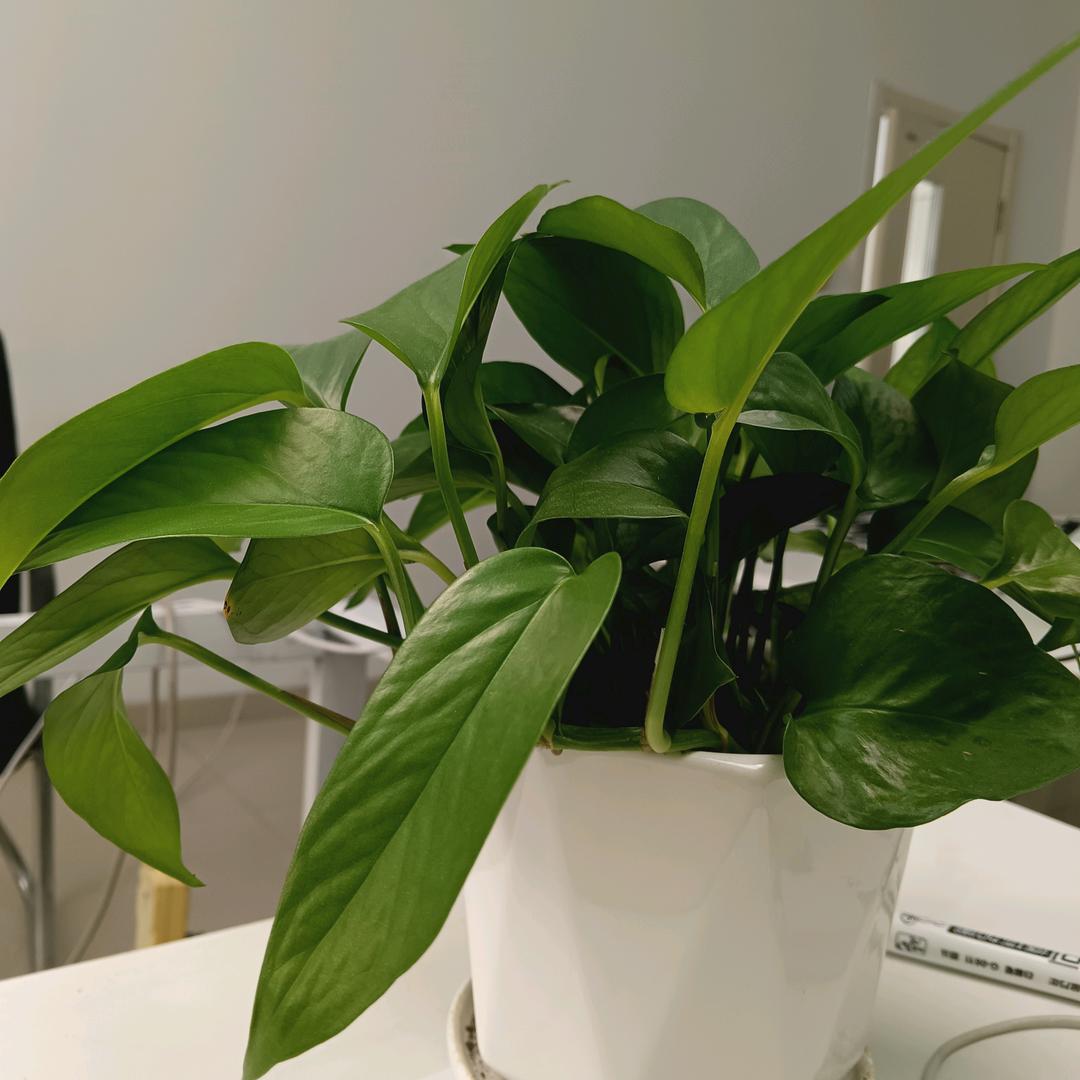 乐花分享9点10分开播