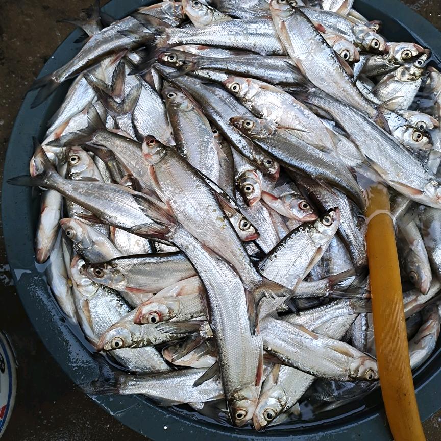 🎣🎣l*八零后的钓鱼人*🌈🌈