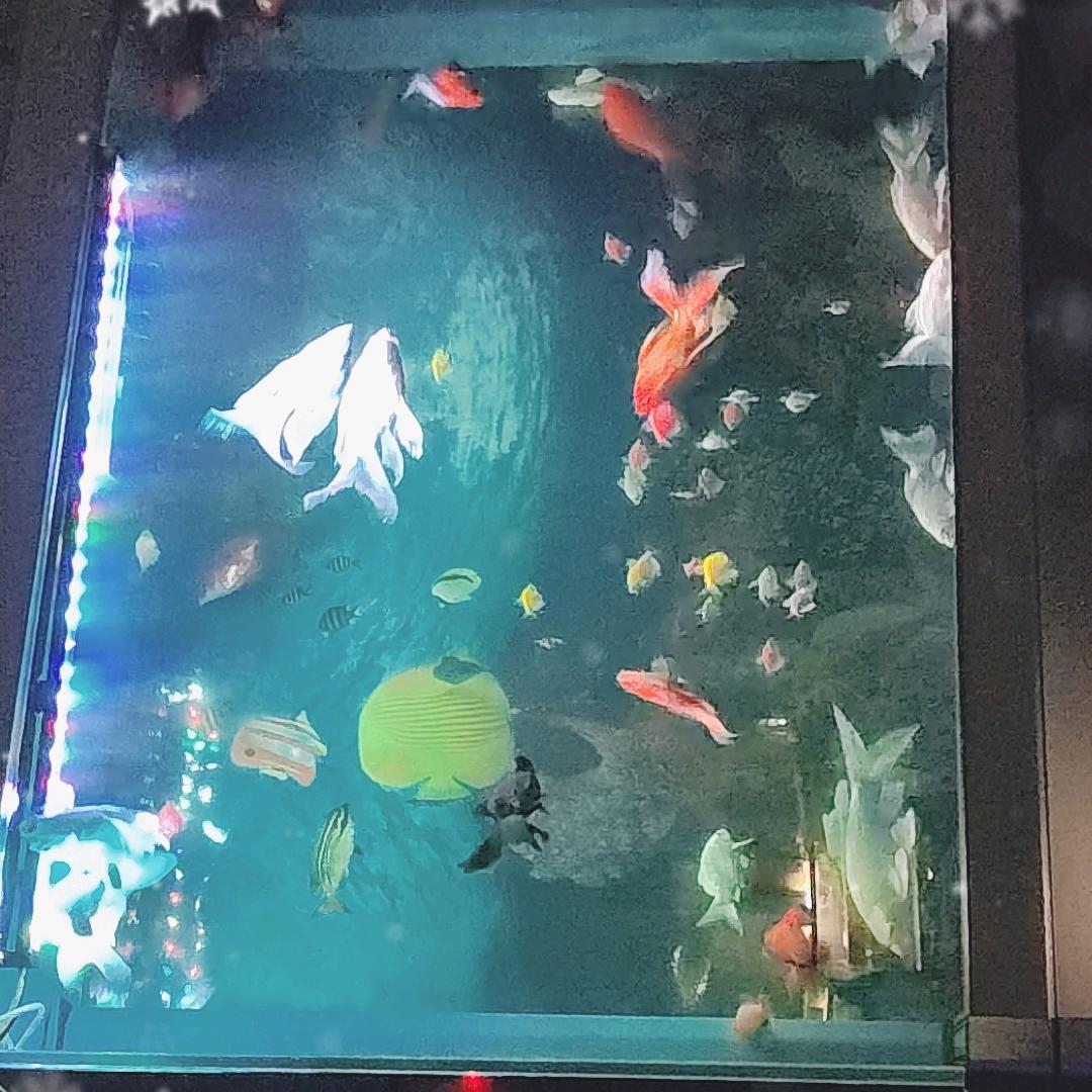 @🐟你有缘