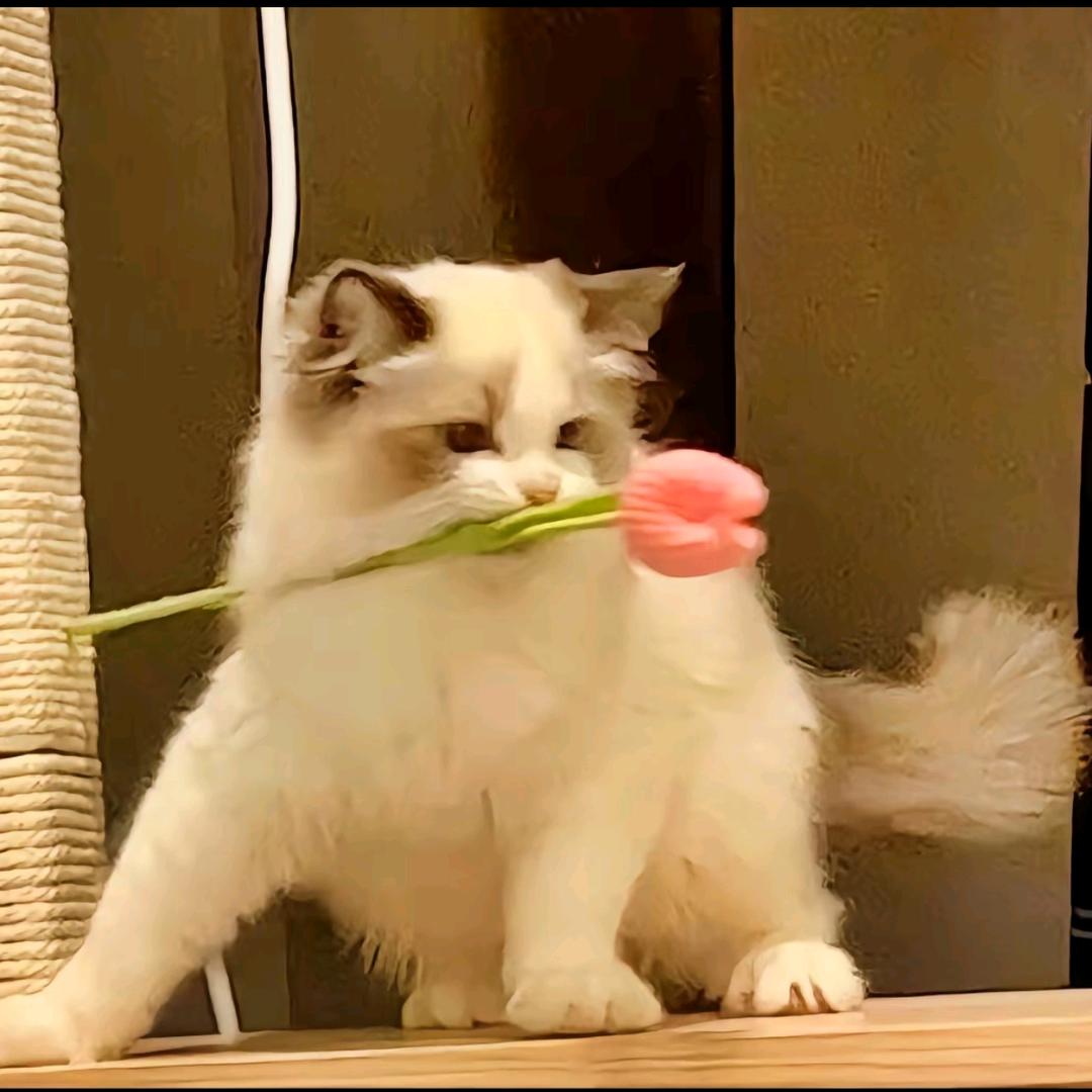 椿屋小琪🍇.