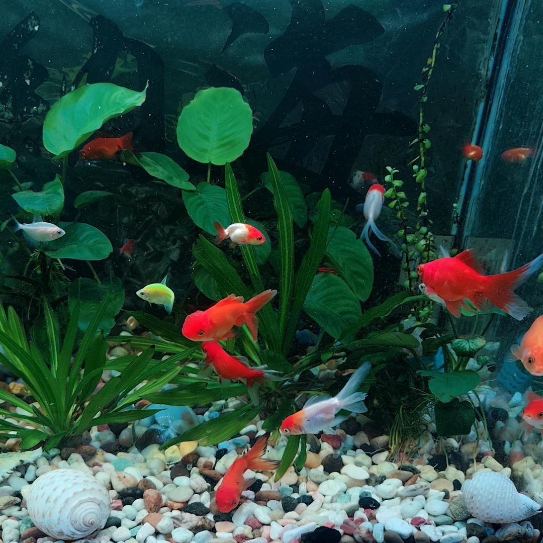 প༉ᩚ᭄执念ഒᩚꦼꦂ࿐