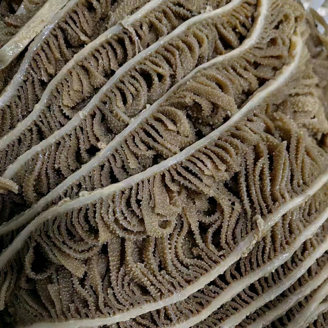 集中极毛肚源头厂家