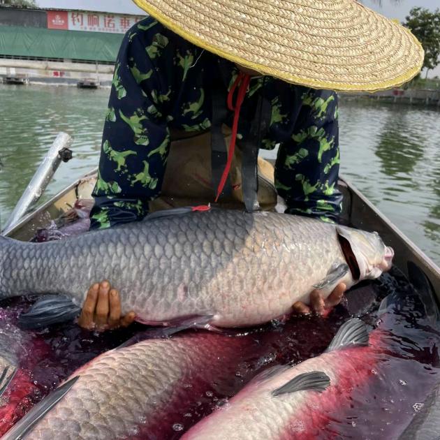 小冈钓响诺(生态野钓场）