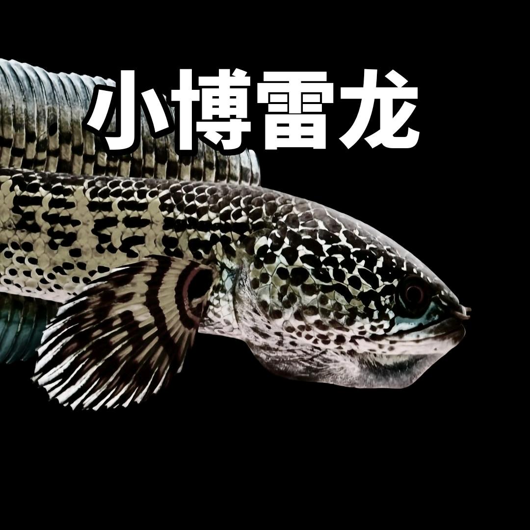 小博雷龙（工作室）