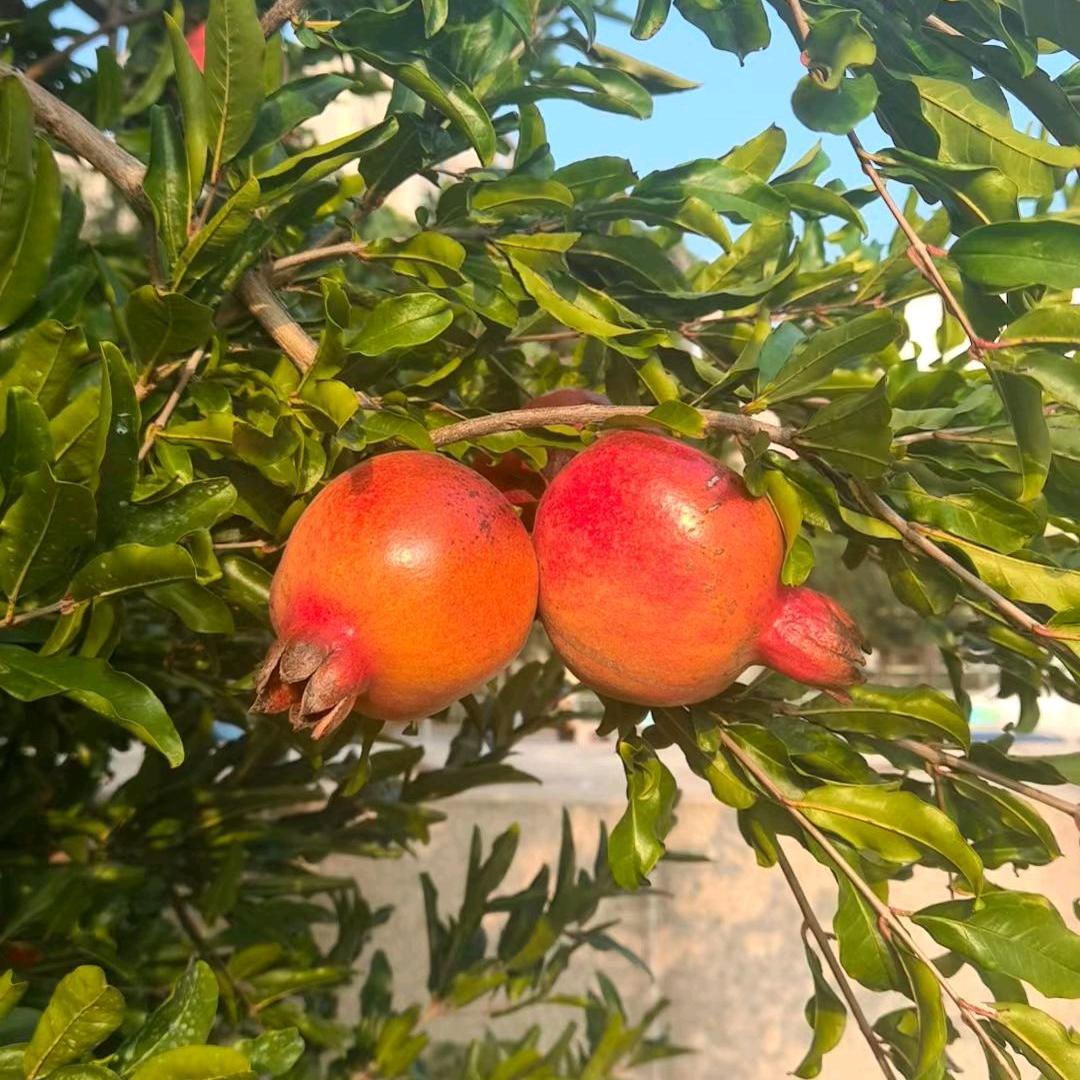 （泉）