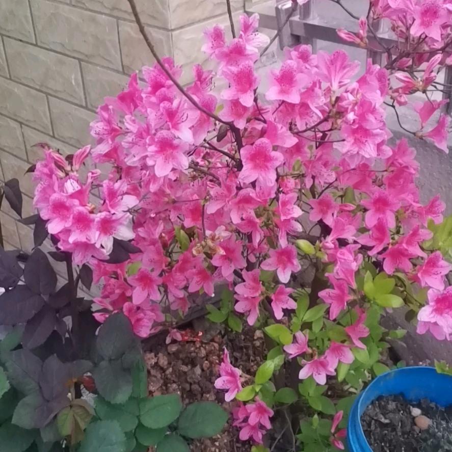 爱是舒城好