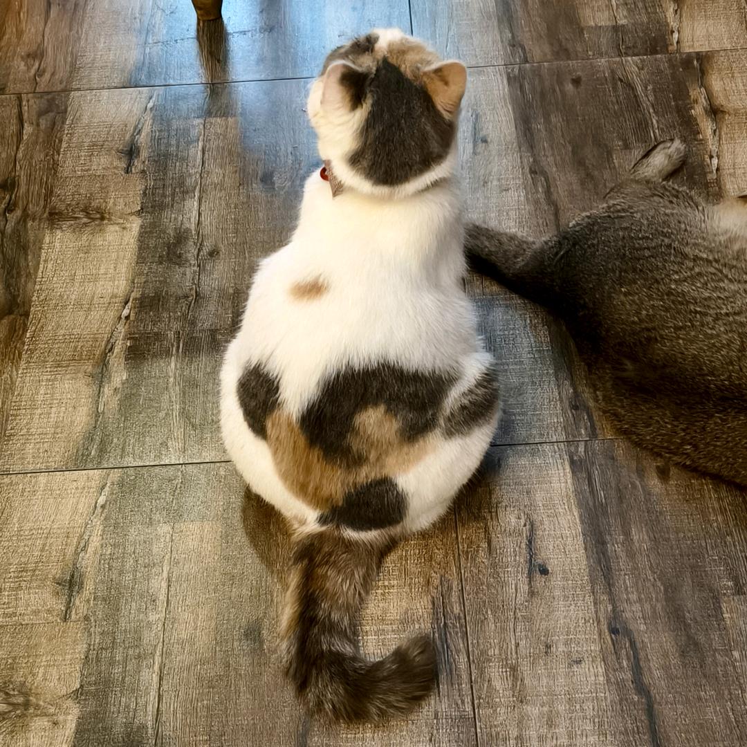 突途兔大大大王