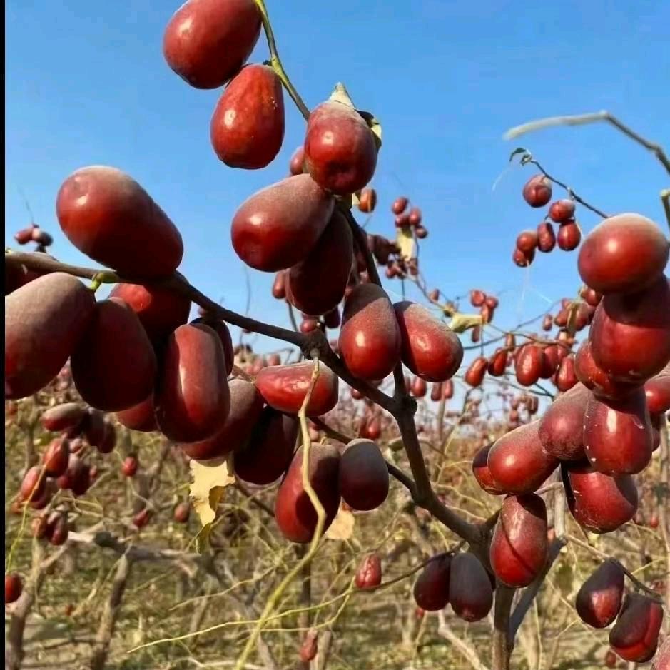 香香和田大枣