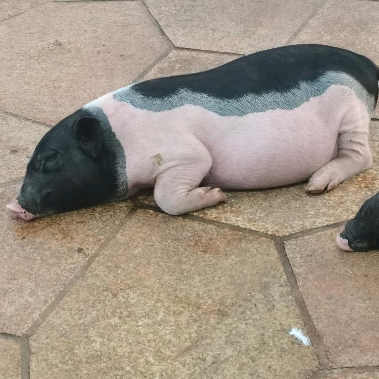 海南农场共享，认领一块地，开启田园生活