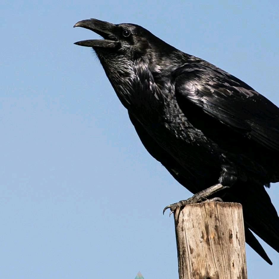 丫丫纯手工鸟粮