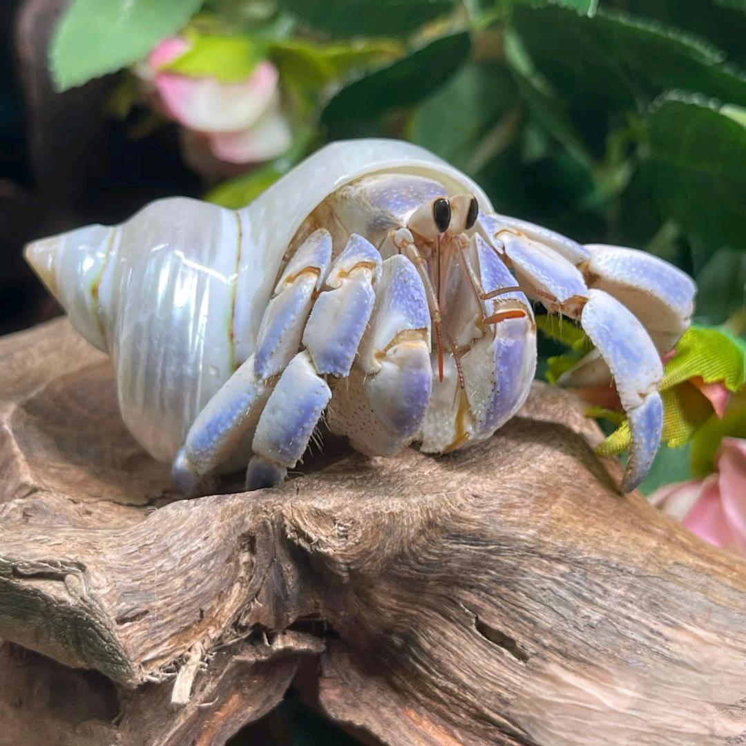 眼泪🥀(寄居蟹手工壳子)