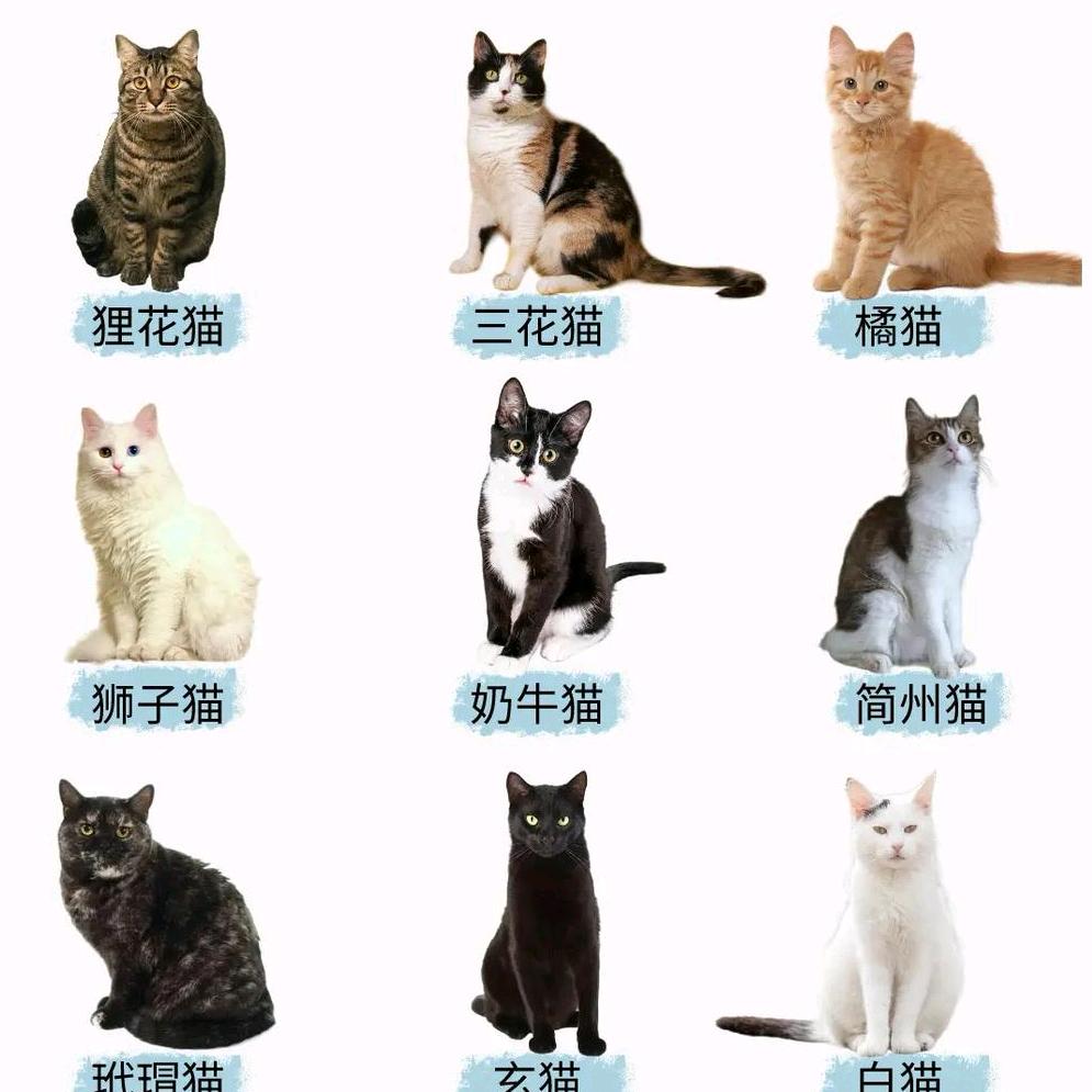 田园萌宠