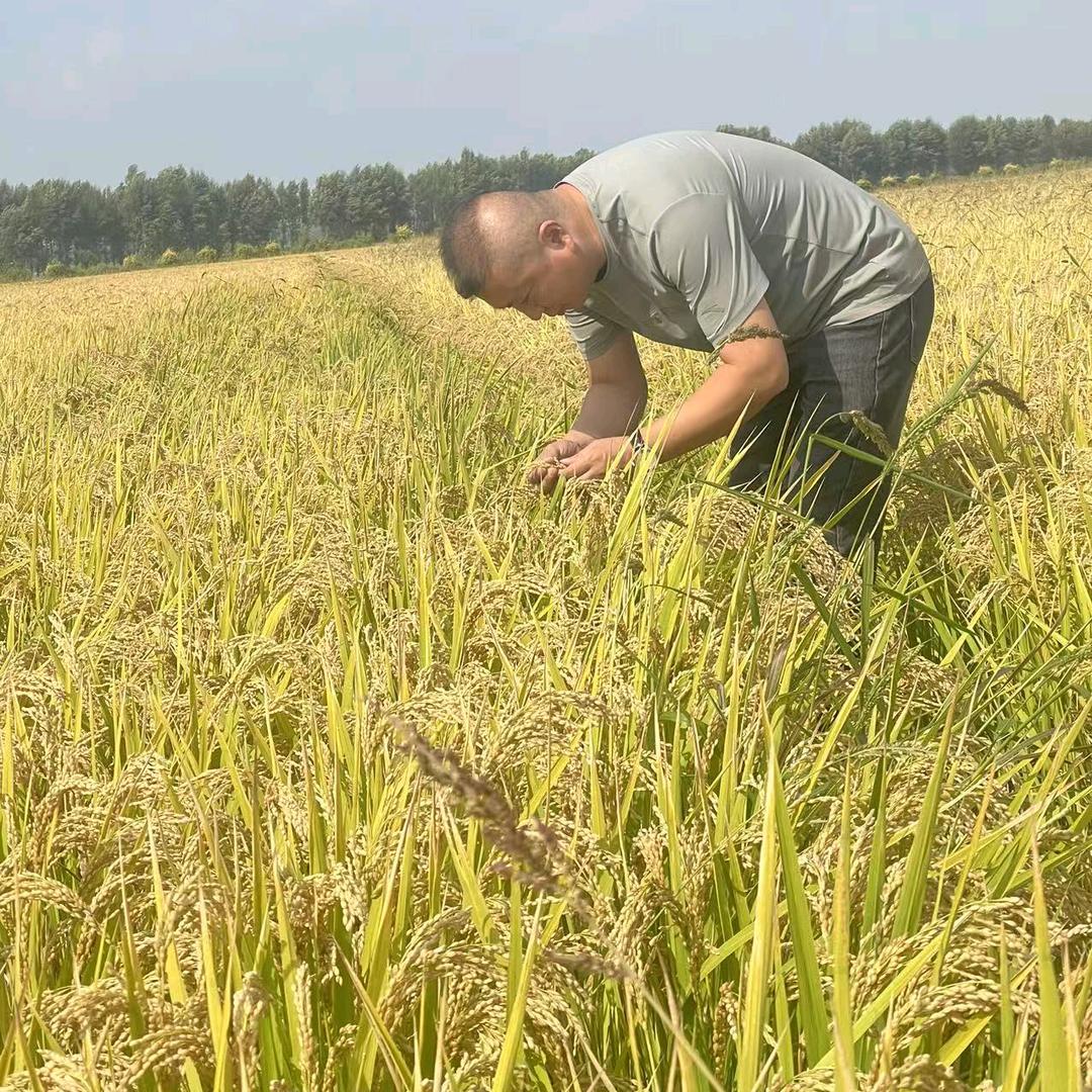 @有机水溶肥厂家直销