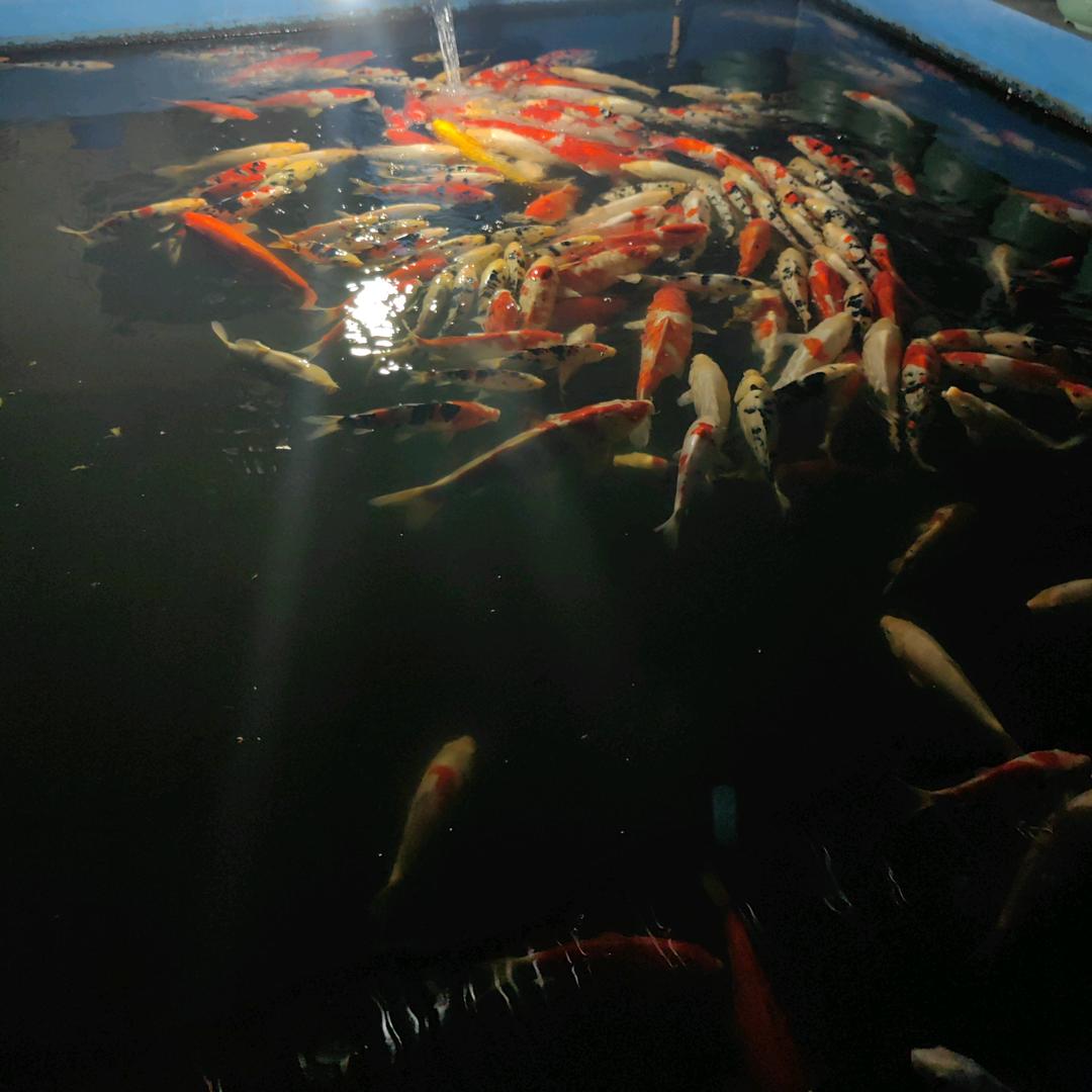 锦鲤战士