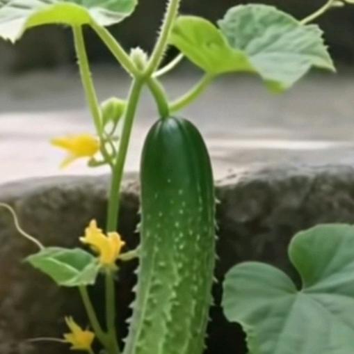 花蝴蝶🦋🦋🦋🦋🦋