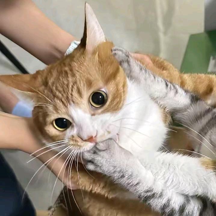 AAA上门捕鼠橘哥