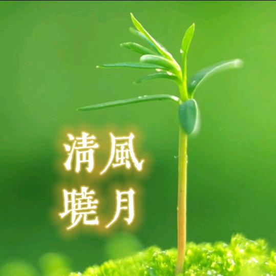 清风晓月