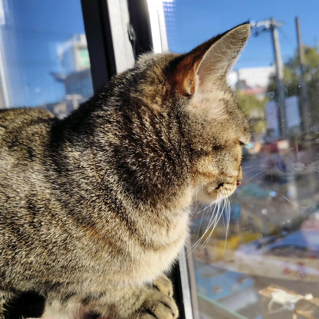 开心猫猫头