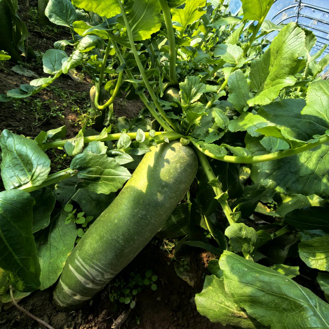 沙窝萝卜产地直发