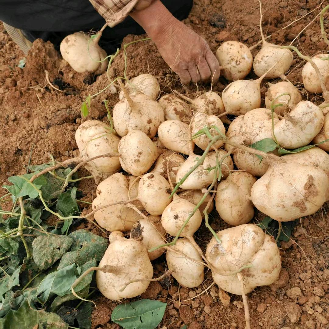 贵州地瓜 浙江总代理