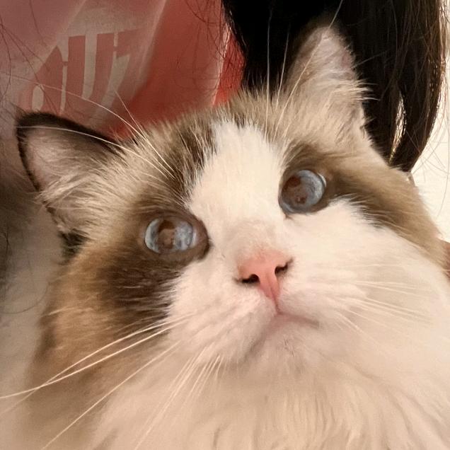 我不是真的猪🐱