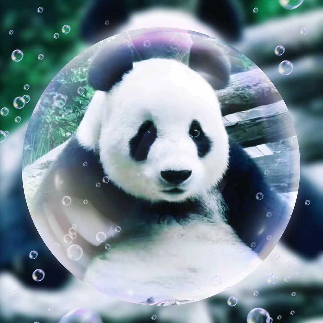 熊宝🐼不怂