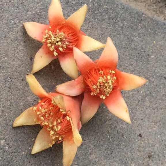 陈氏太极拳家传功夫架