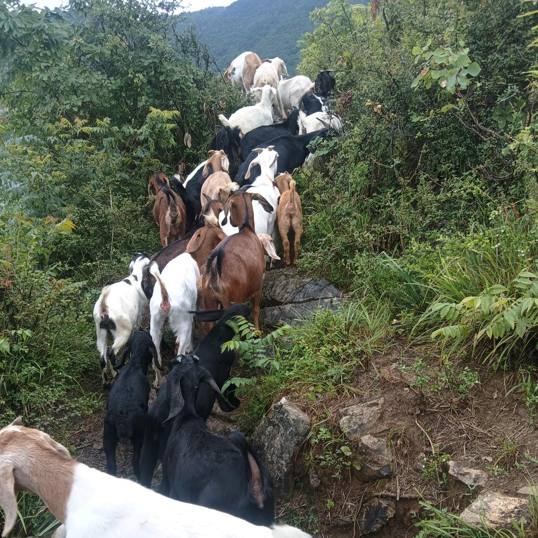 大山放羊人
