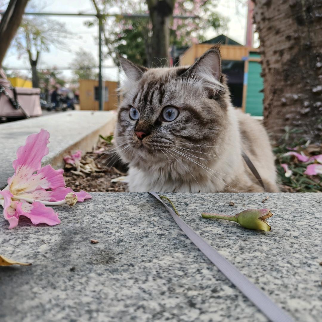 池鱼的猫