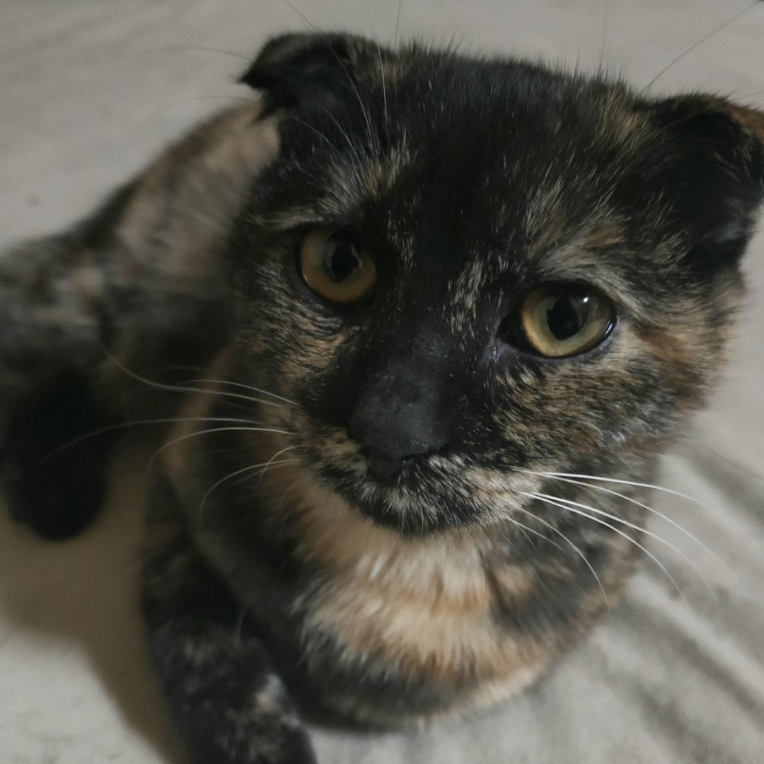 吊儿郎当马大哈