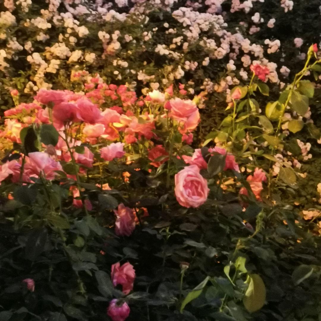 龙柳鲜支园艺场