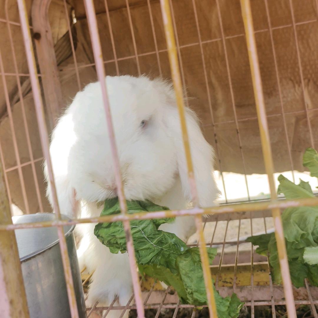 我的兔兔爱吃菜