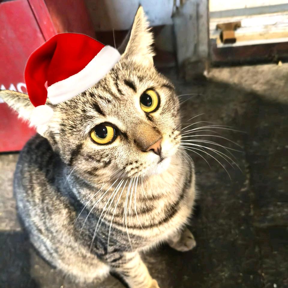Yscook