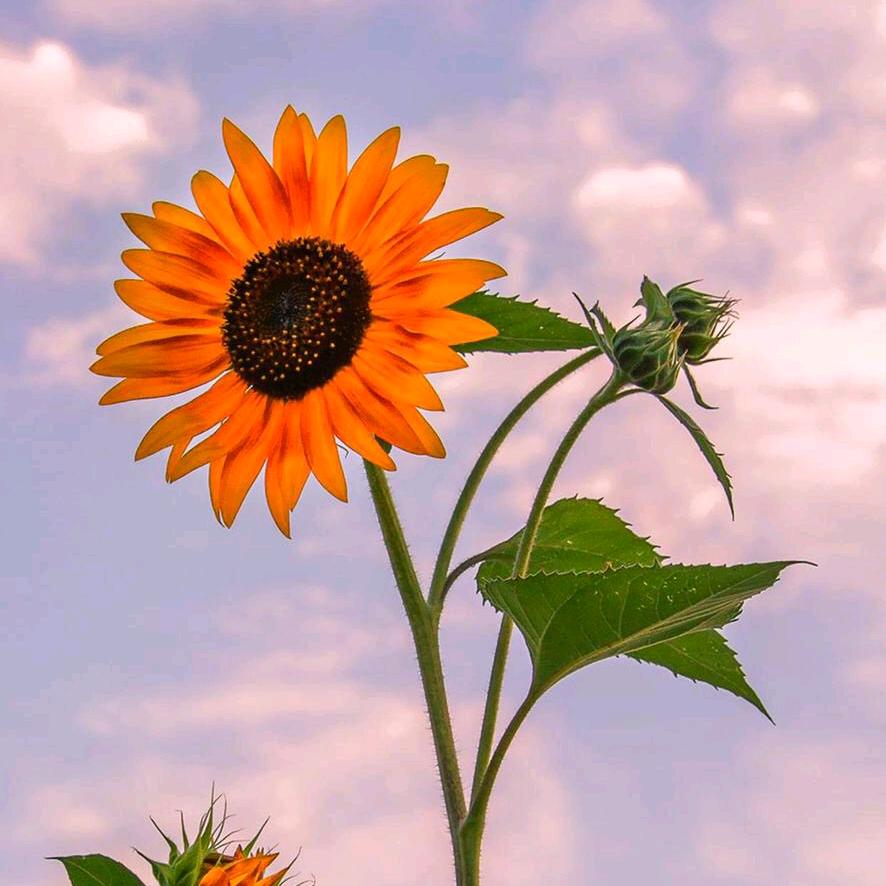 向日葵🌻…