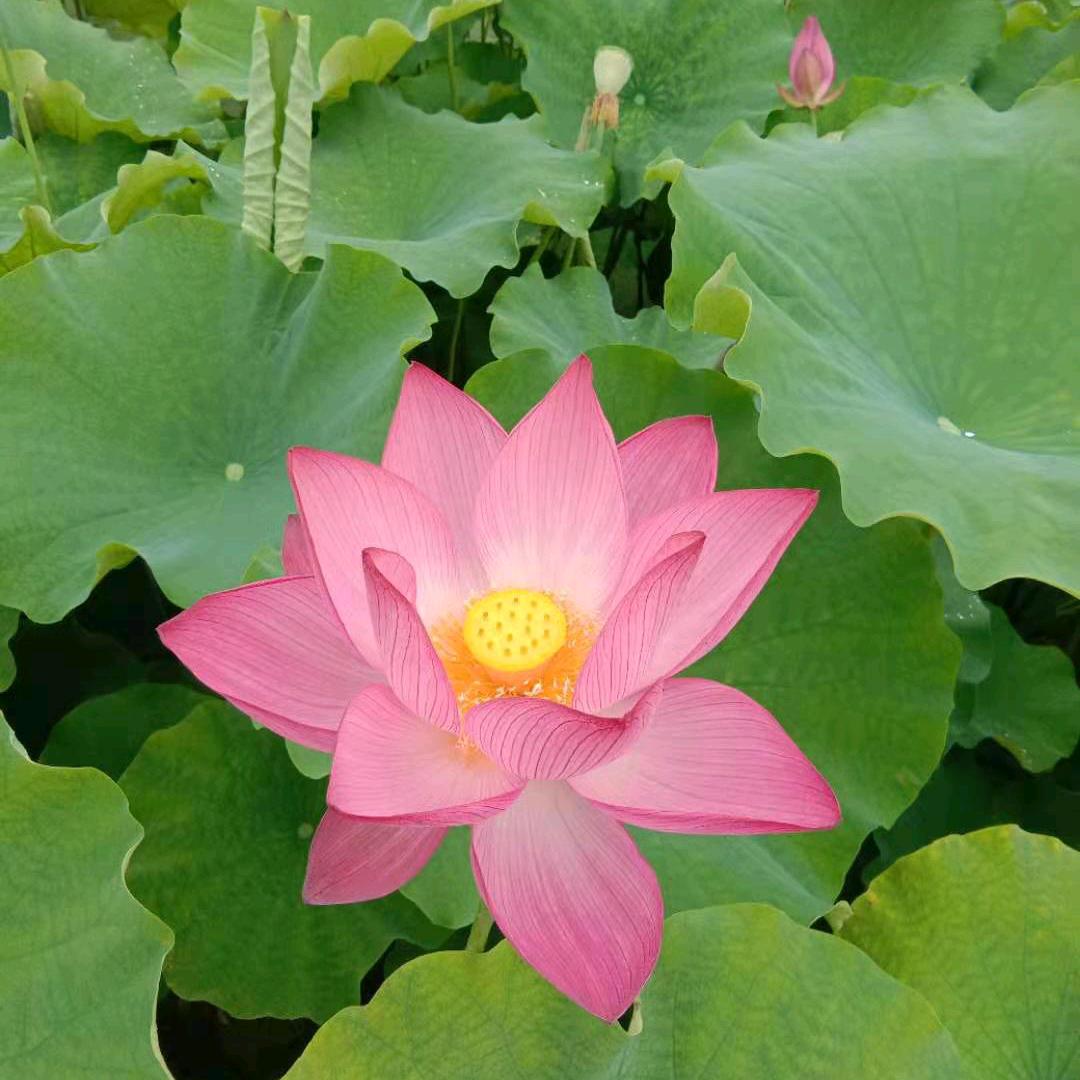 🌸往事💞随风🌸