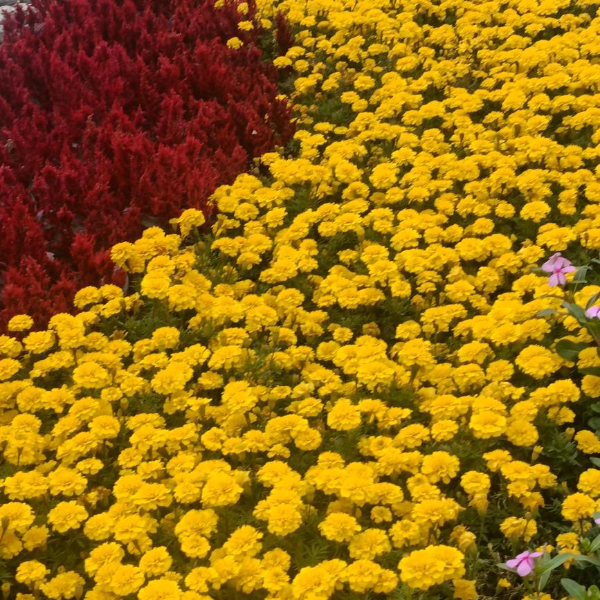 💦宠💕哥☘️