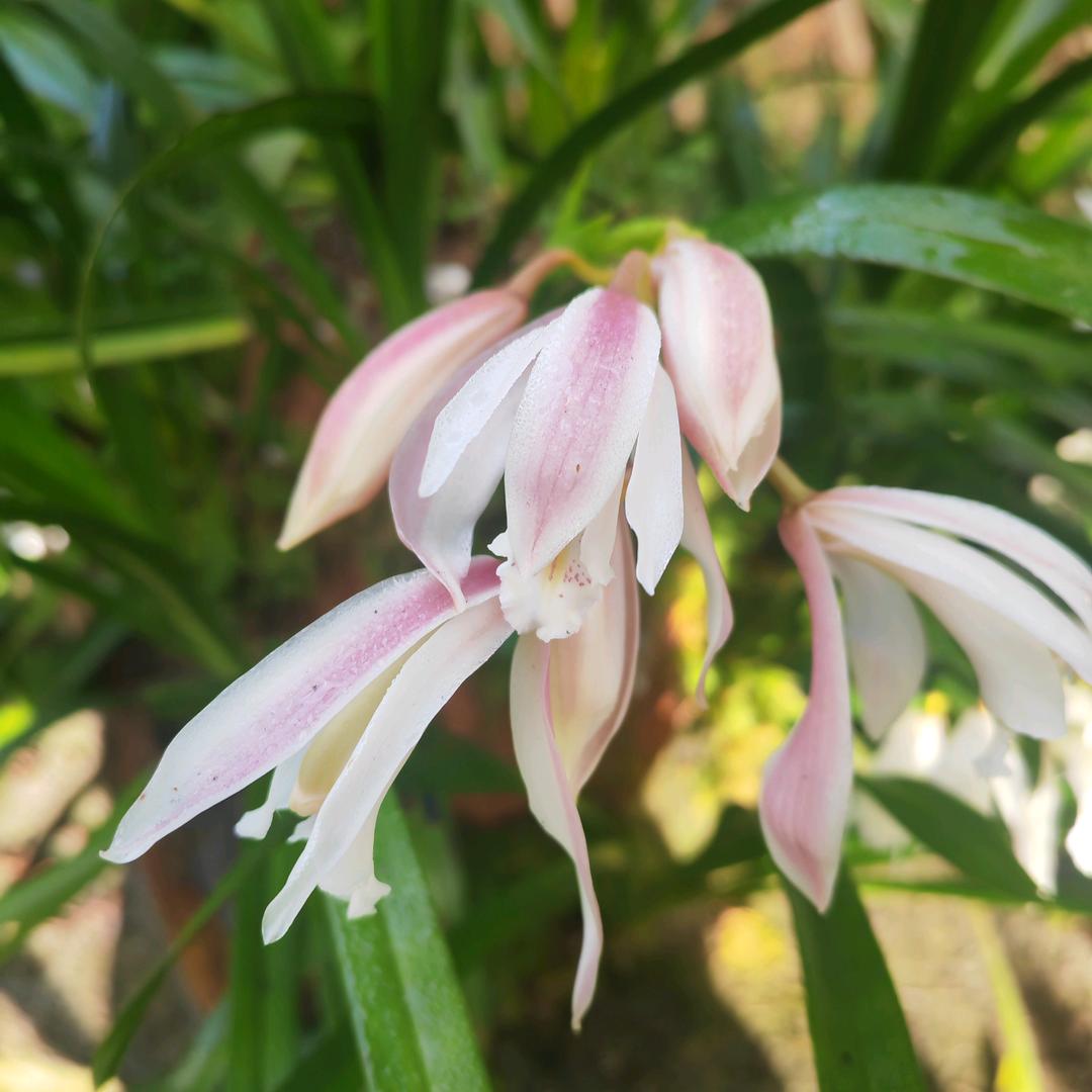 腾冲市恩华花卉精品店