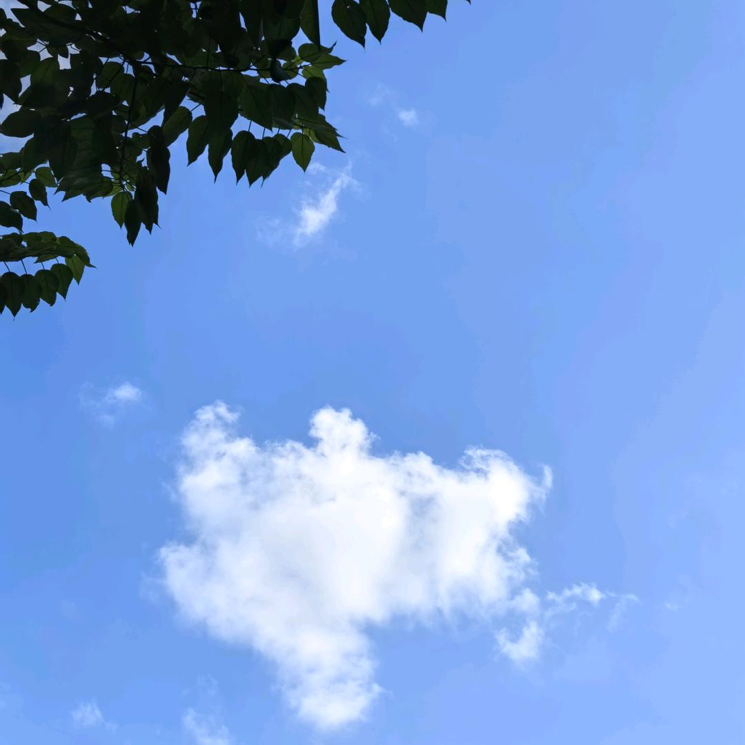 Yin_