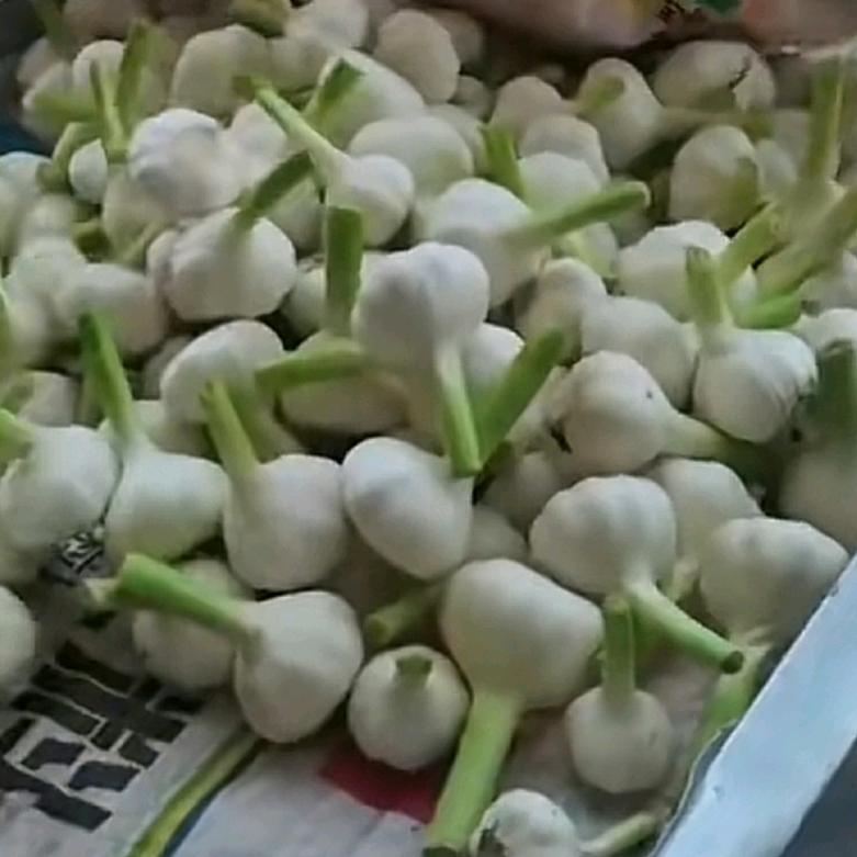 苏二姐蒜业淮阳区新站三里庄高峰超市旁边