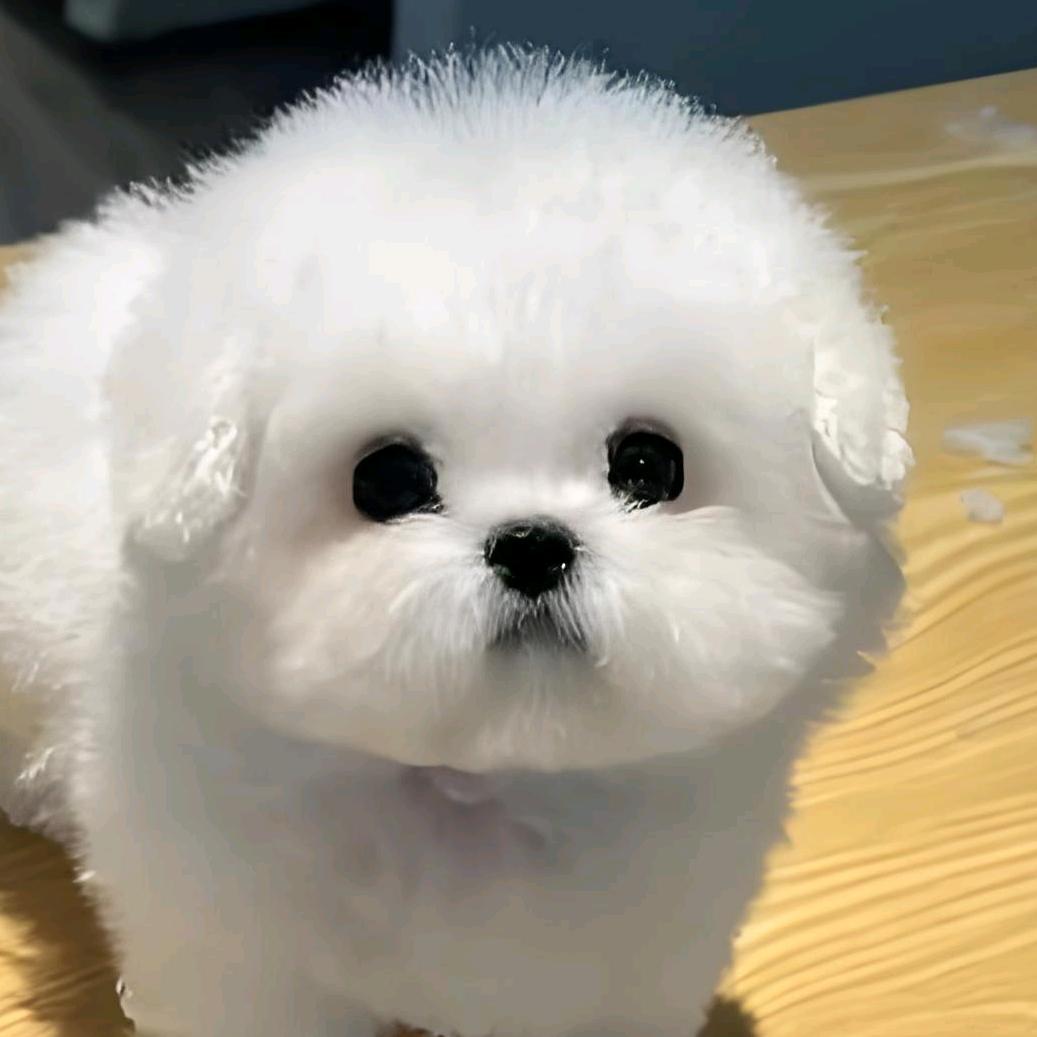 雪芙妹妹
