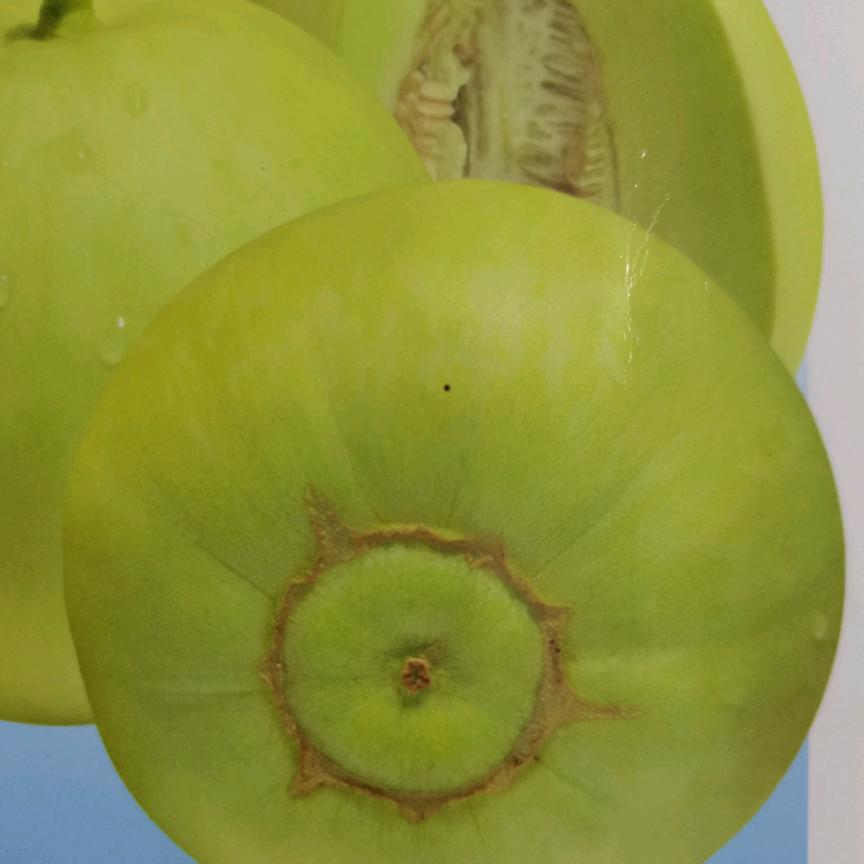 蜜香瓜庄西甜瓜种植基地