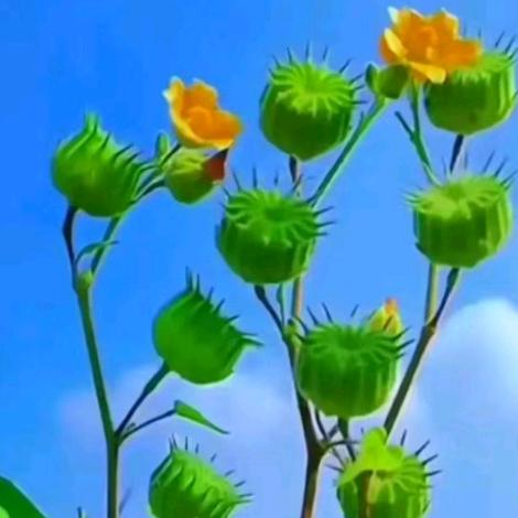 芝麻开门