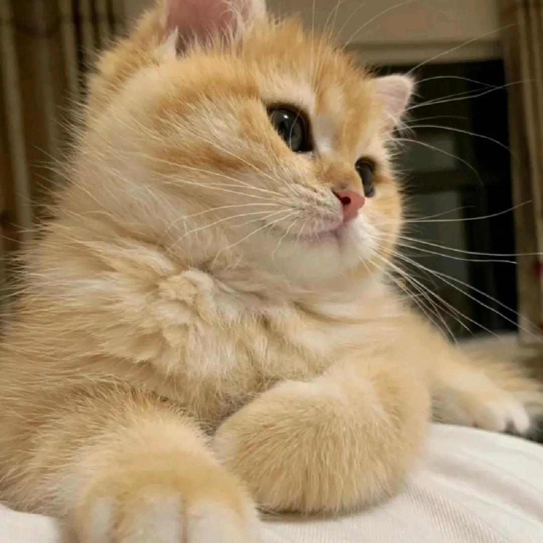 元宝是只猫