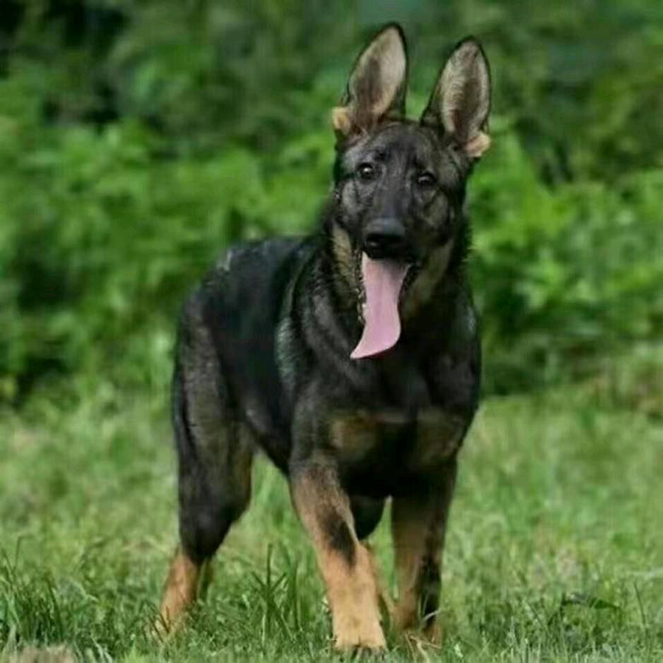 昆明萌宠乐园狼犬业