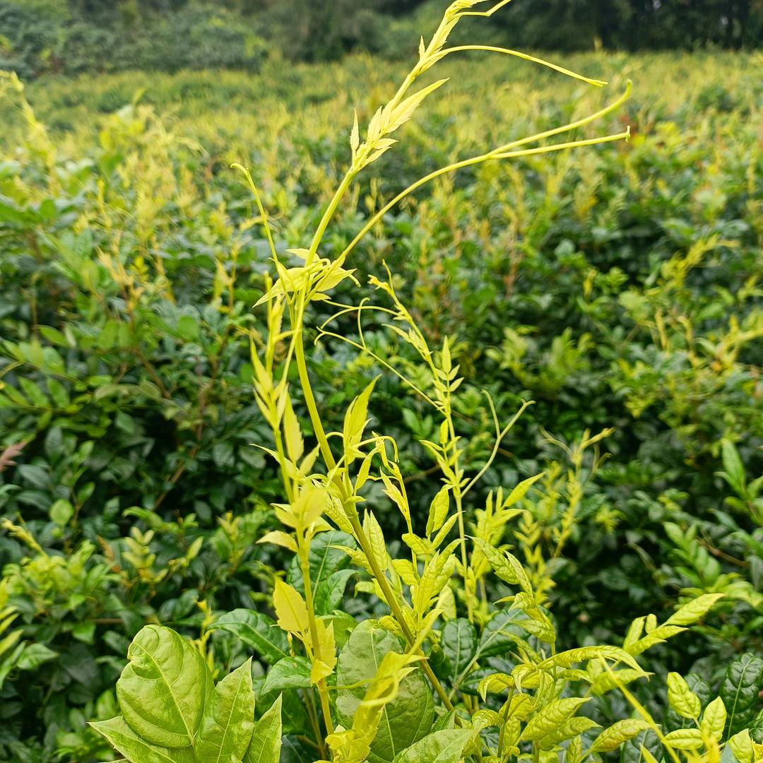 辕锦农产精选店