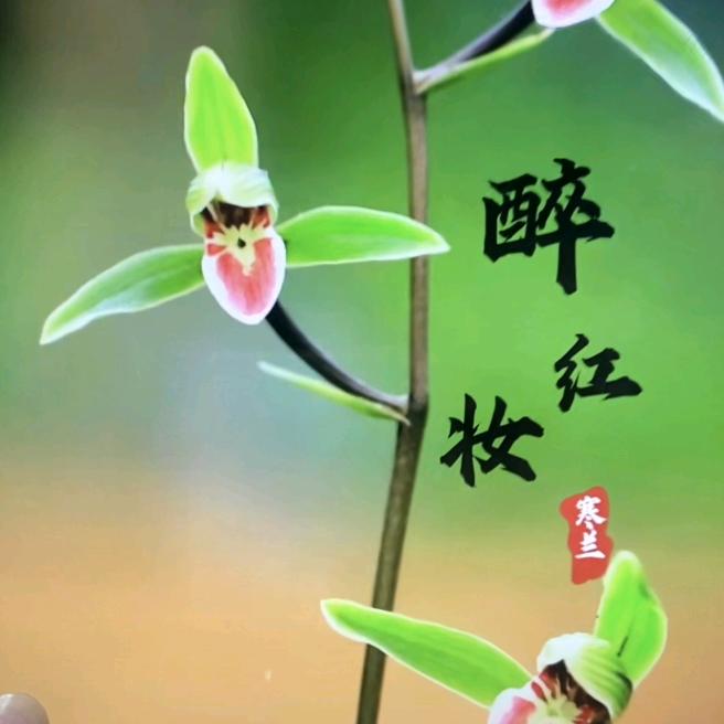 五颗星