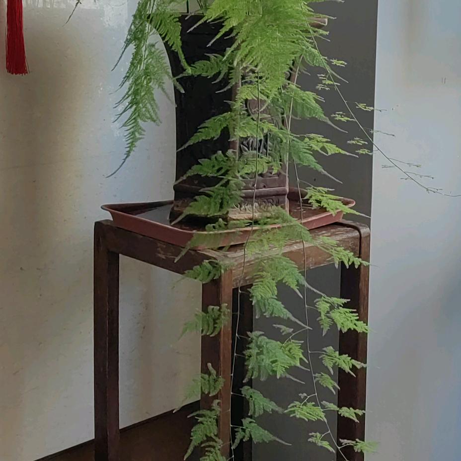 文竹青青