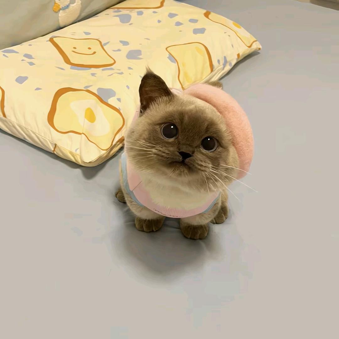 会飞的前女友