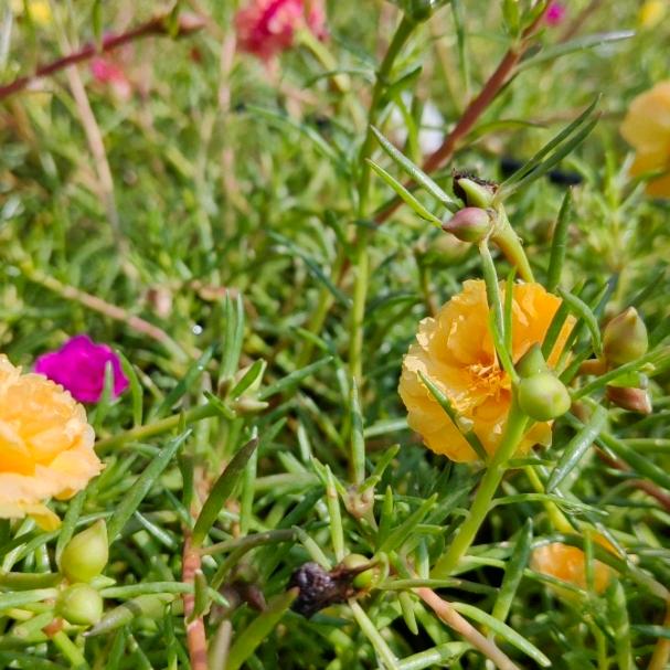 锦苗花坊